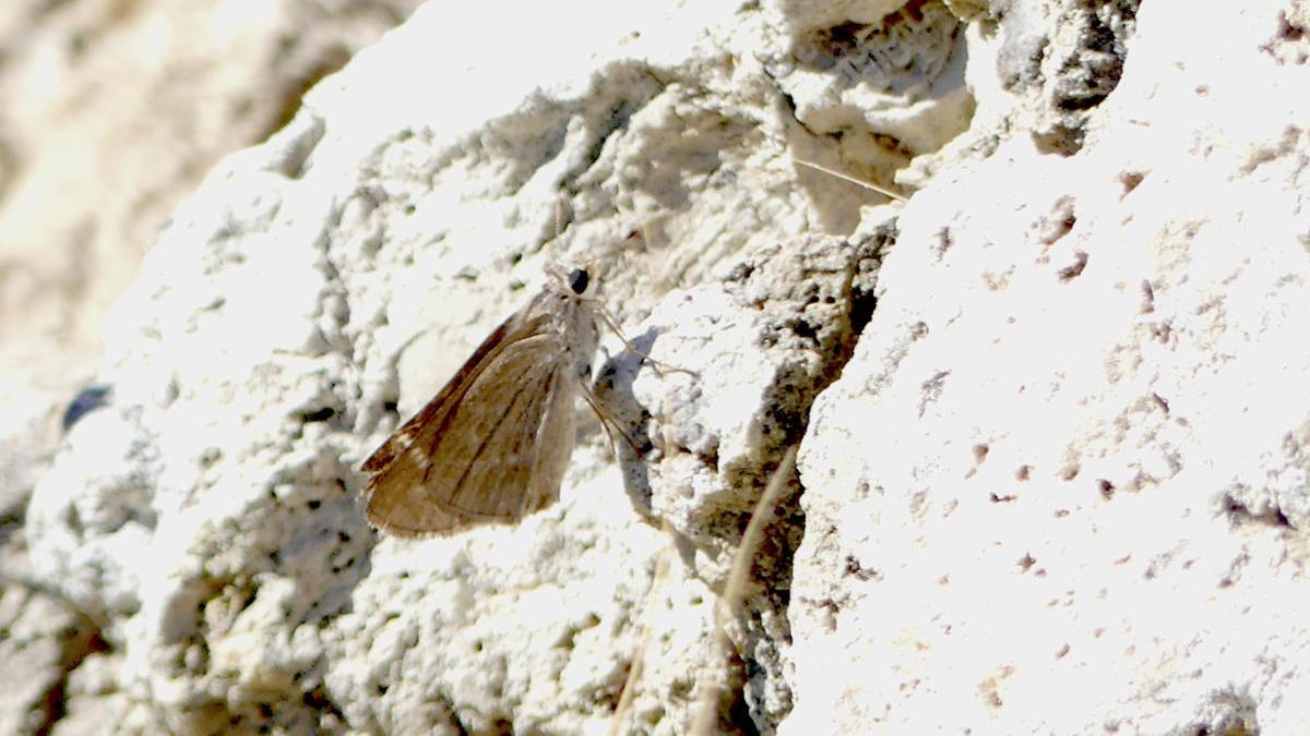 Hallan en s&#039;Albufera un ejemplar de una de las mariposas más desconocidas