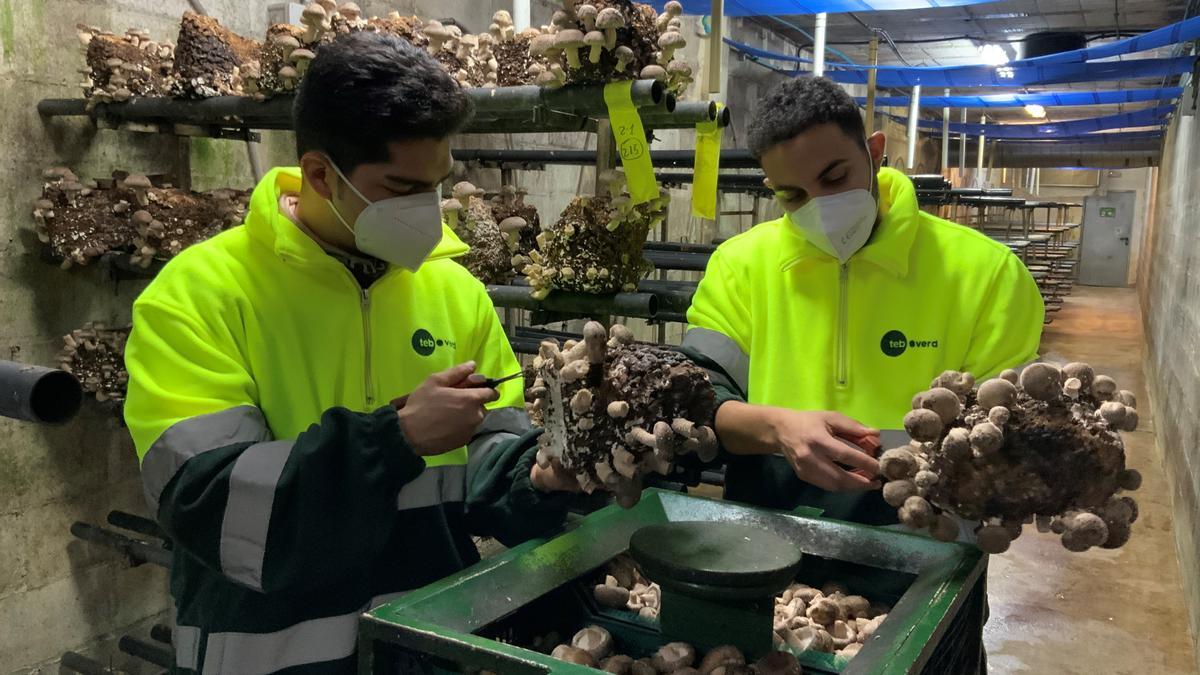 Empleados de 'Bolet ben fet', una de las empresas premiadas por el BBVA