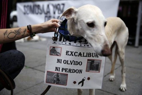 Madrid, Barcelona, Valencia y Lugo, entre otras ciudades españolas, han acogido concentraciones en apoyo a la auxiliar y en recuerdo a su perro sacrificado.