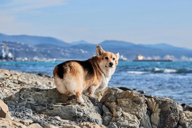 Corgi Galés de Pembroke, perros inteligentes