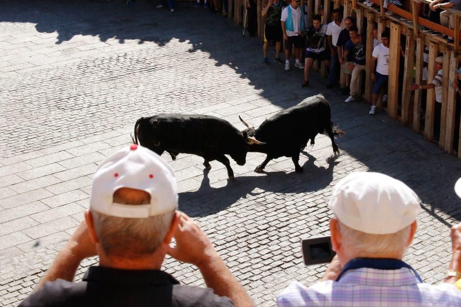 Fiestas en Zamora: Último encierro en Fermoselle