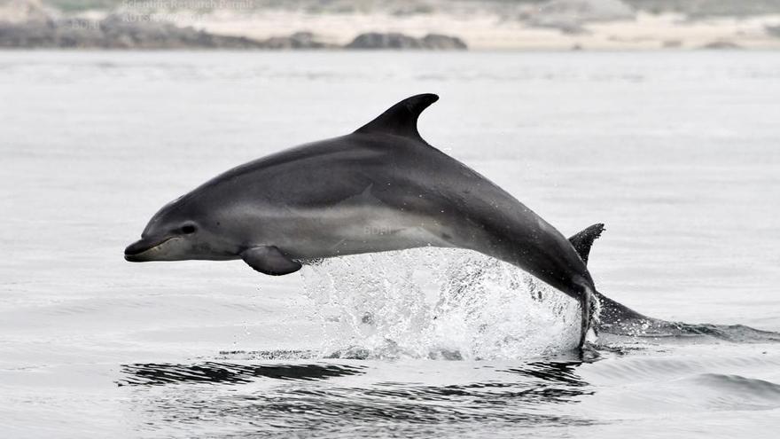 Una cría de delfín dando sus primeros saltos fuera del agua.