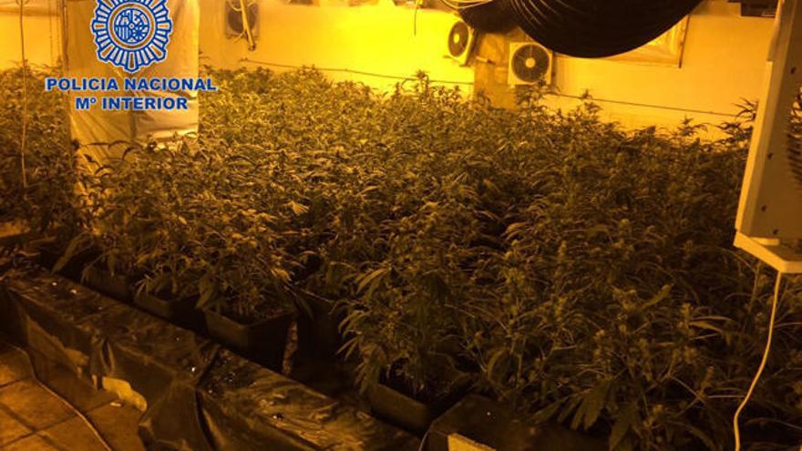 La Policía Nacional desmantela en Dénia un invernadero con 1.299 plantas de marihuana