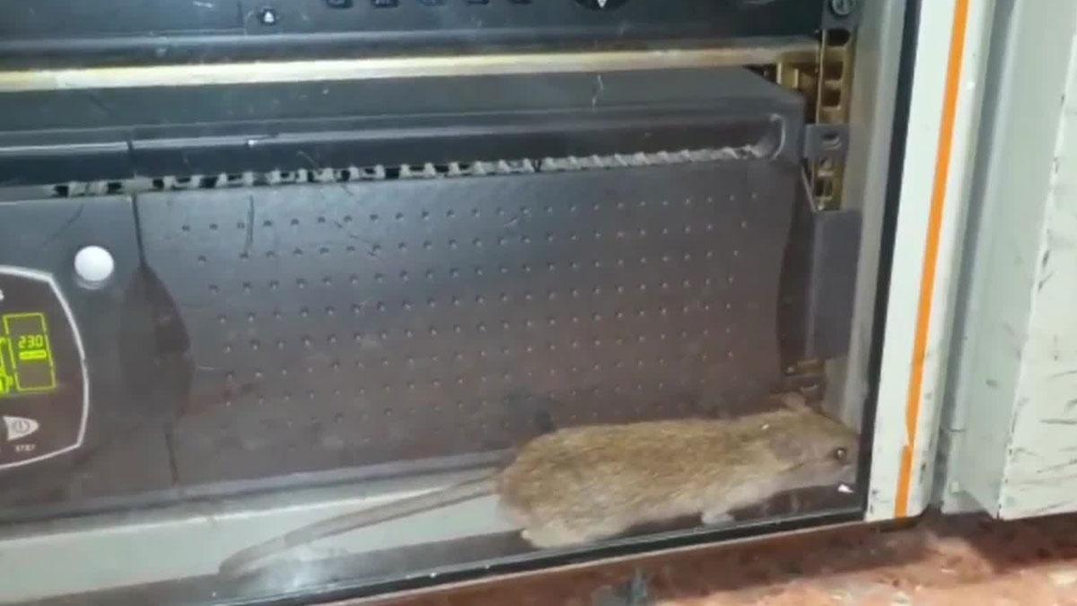 La Asociación Unificada de Guardias Civiles denuncia la presencia de "ratas y otros roedores" en acuartelamientos de Las Palmas