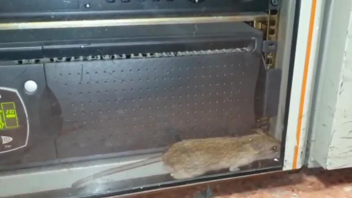 La Guardia Civil denuncia la presencia de ratas en un cuartel