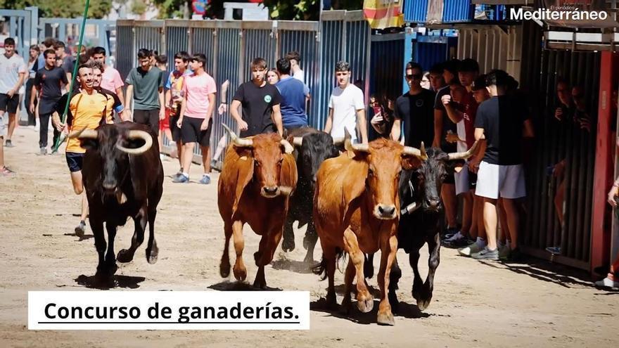 Livestock competition during the Festivities of the Mare de Déu de Gràcia in Vila-real