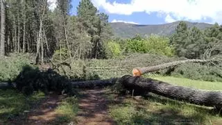 SEO/Birdlife denuncia irregularidades en las talas forestales en el Valle del Árrago