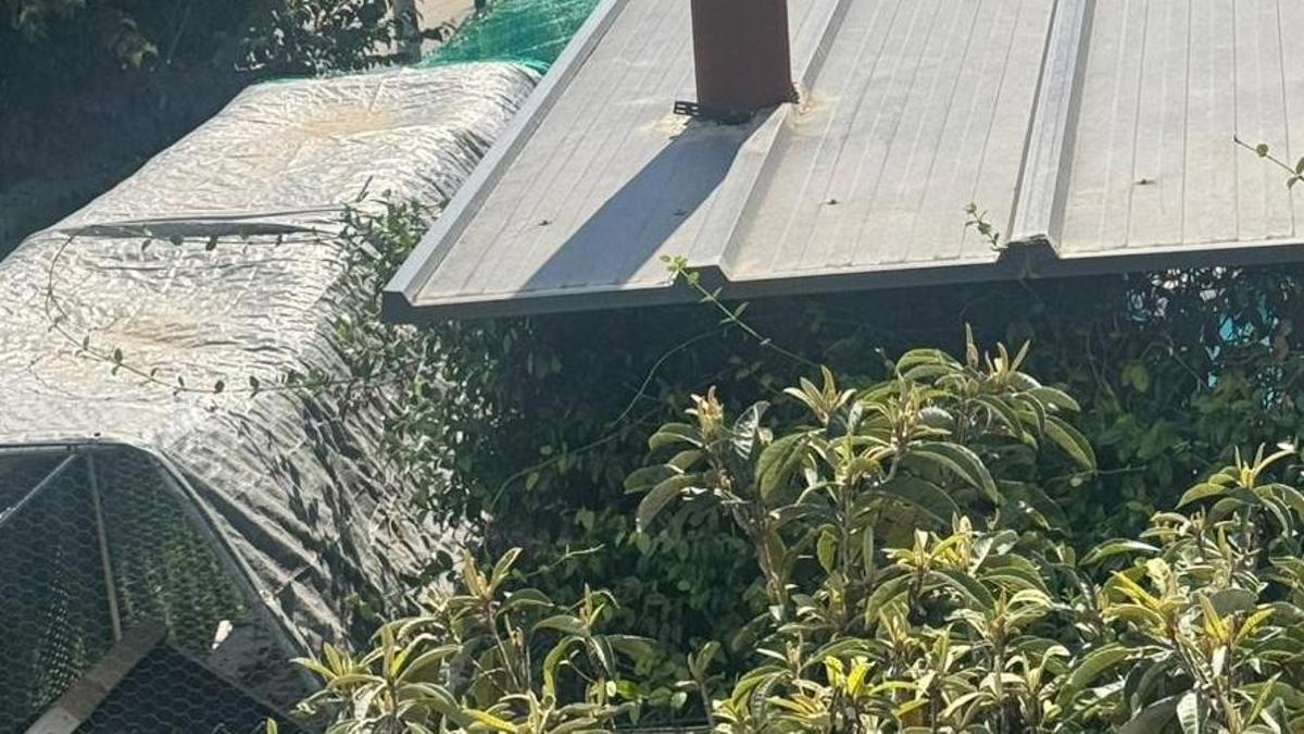 Conflicte enquistat a Vilablareix per les molèsties produïdes pel cant d’un gall