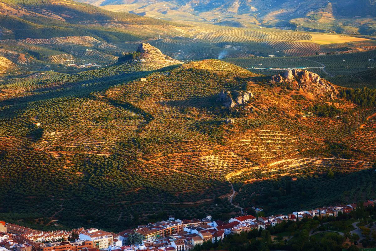 El olivar sigue siendo protagonista incluso cuando empiezan a aparecer las montañas