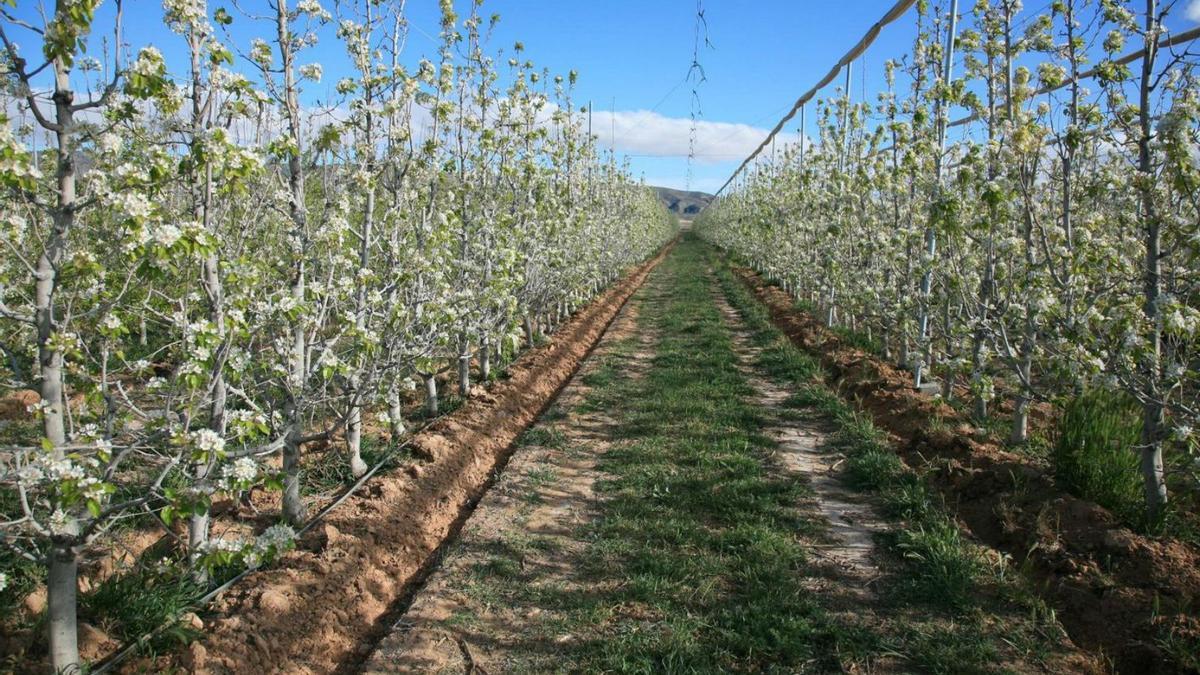 Una fotografía de uno de los cultivos experimentales llevados a cabo por el IMIDA. | CARM