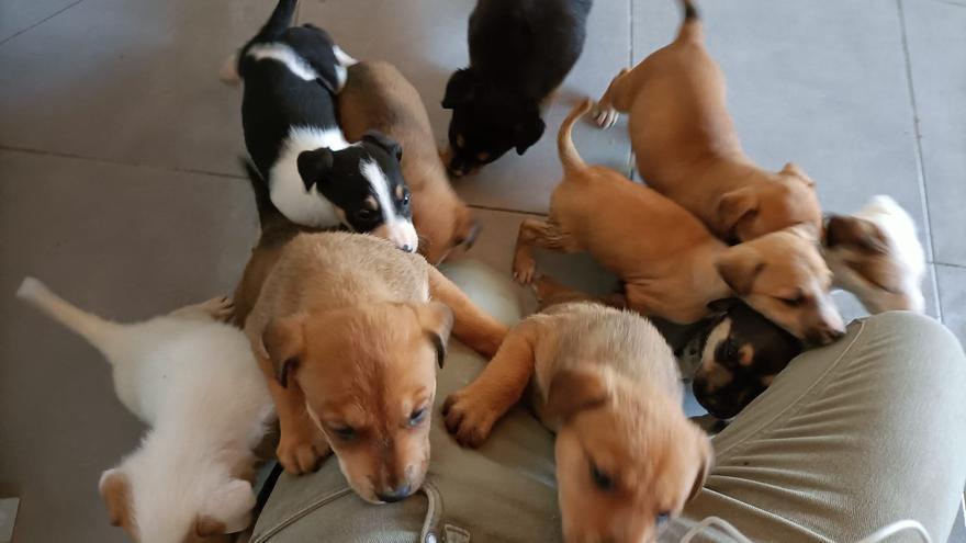 Abandonan a la intemperie a diez cachorros frente a la protectora de animales de Xàtiva