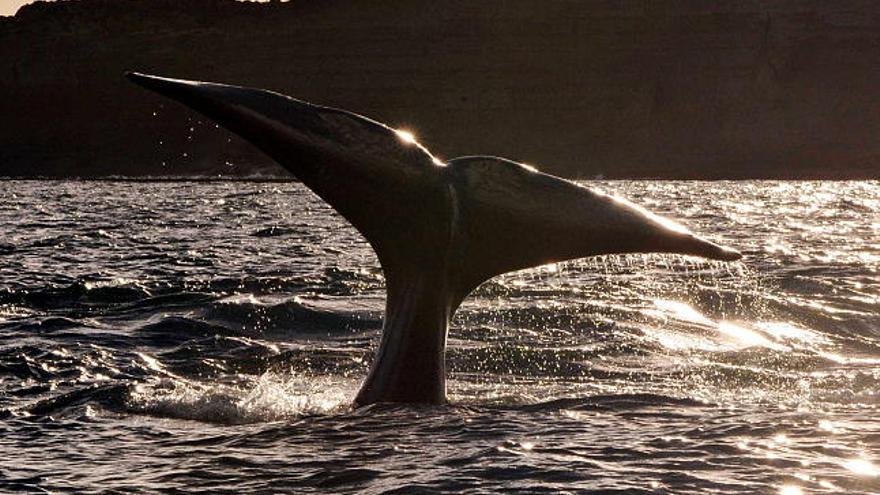 Una ballena franca austral muestra su cola al regresar, como cada año, a la costa de Chubut, al sureste de Argentina.