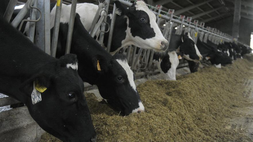 Asaja denuncia: los ganaderos españoles, al margen de la subida de la leche de vaca en Europa