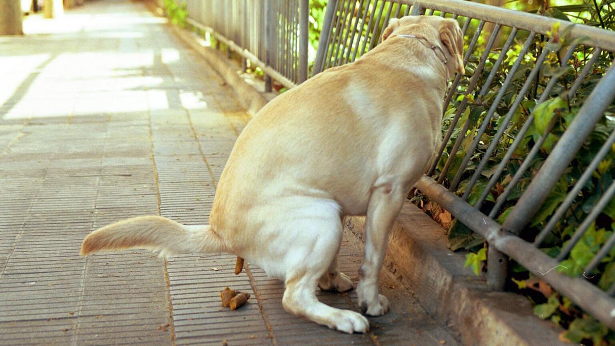 BARCELONA 12/03/ 2000 FOTO PEPE ENCINAS NEG 209244 PERRO HACIENDO CACA EN LA ACERA SOCIEDAD CIENCIAS ANIMALES PERROS LABRADOR DEFECACIONES