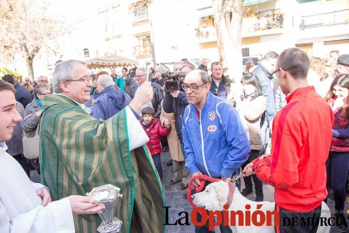 Bendición de animales en Caravaca