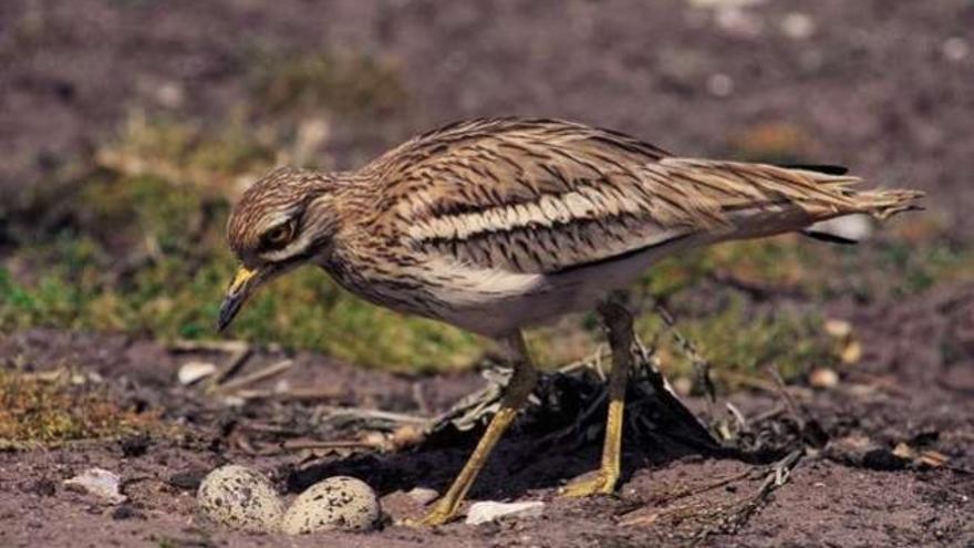 Las aves, las peor paradas