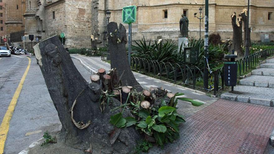 Varios ejemplares de yucas han sido talados.