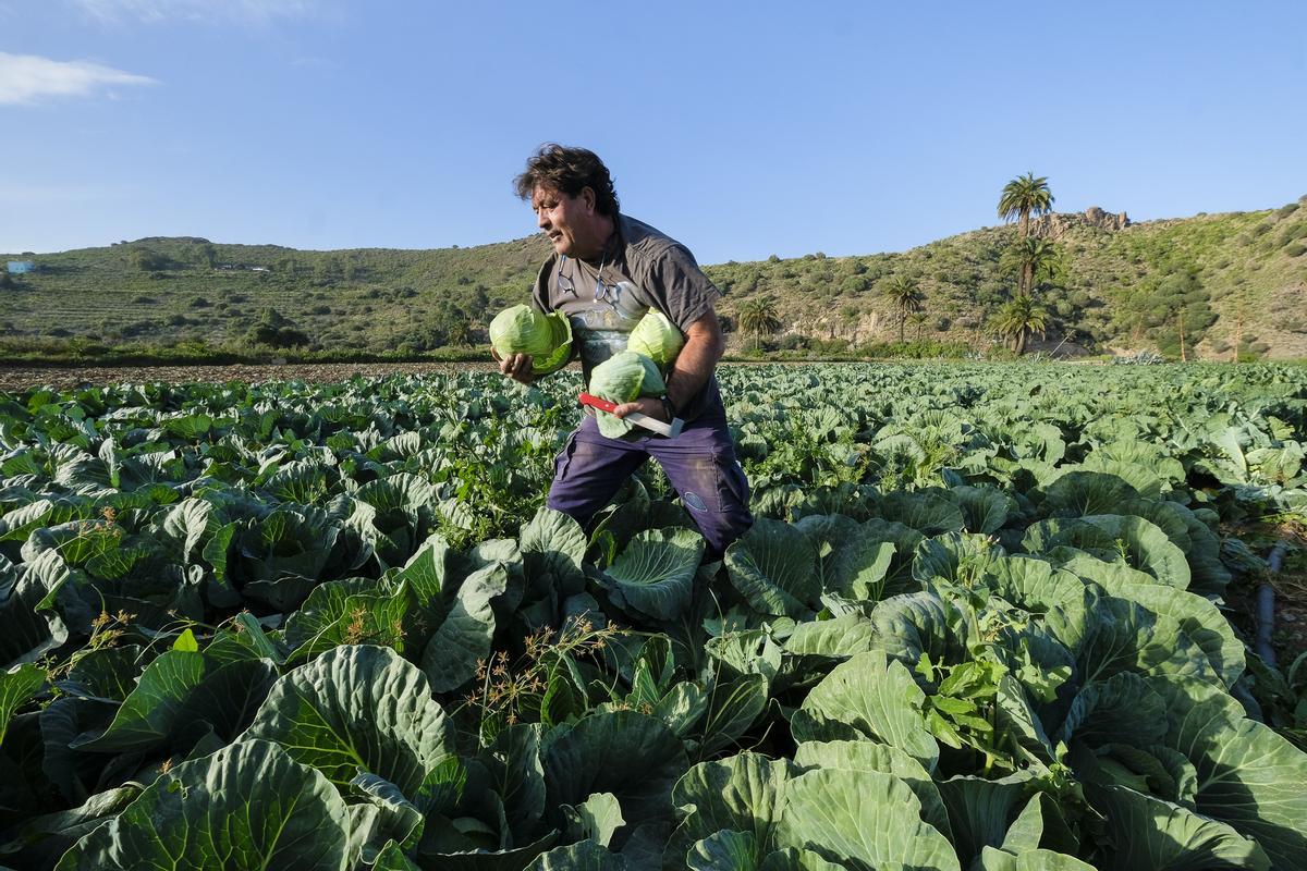 El agricultor Juan Hernández recogiendo coles en su finca de La Calzada.