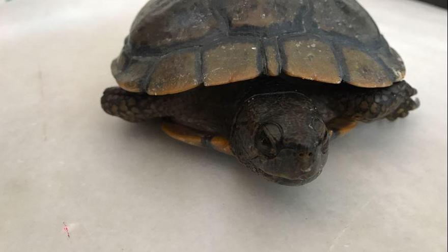 Rescatan a una tortuga varada en una playa del Saler