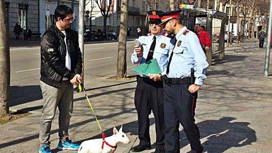 L&#039;últim any s&#039;han recuperat més de 5.000 mascotes perdudes