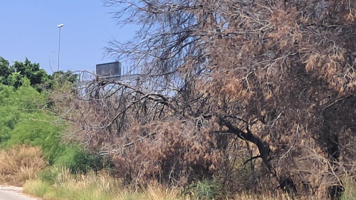 Zona de la partida Lloixa, con la autovía al fondo