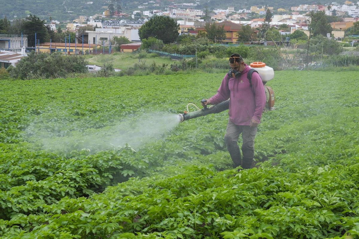 Mario Benítez fumiga las papas en la finca que tiene en Valsequillo.