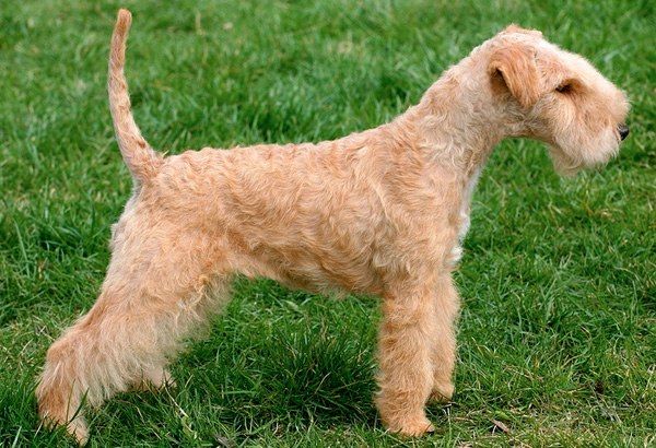 Lakeland Terrier: una de las razas de perros &quot;mini&quot; que no crecen mucho