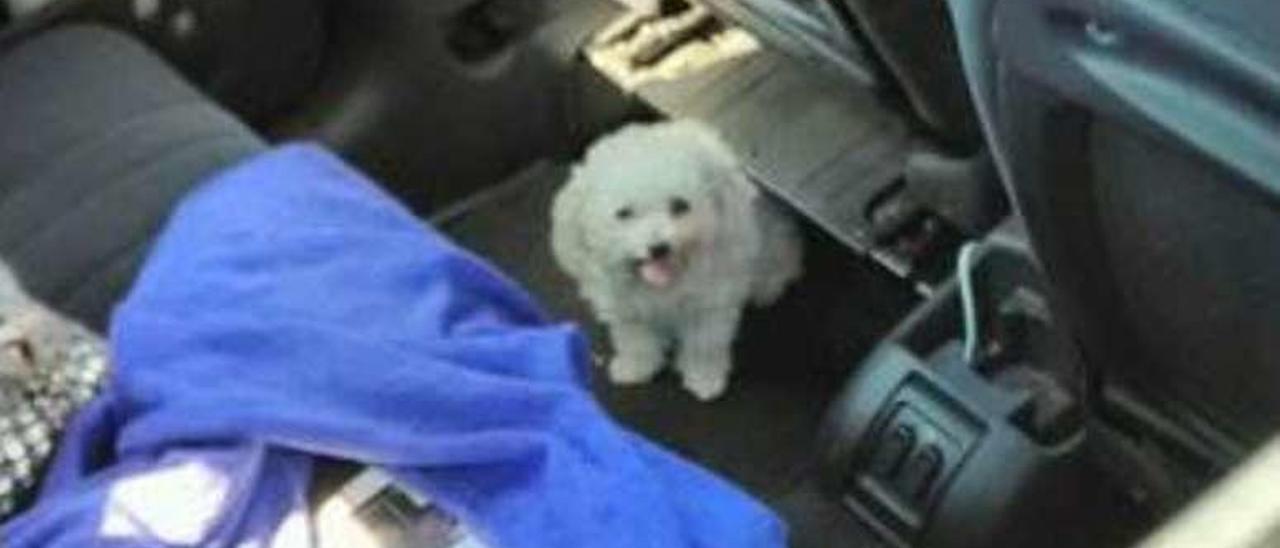 El perro que pudo haber sufrido un golpe de calor en un coche. // FDV