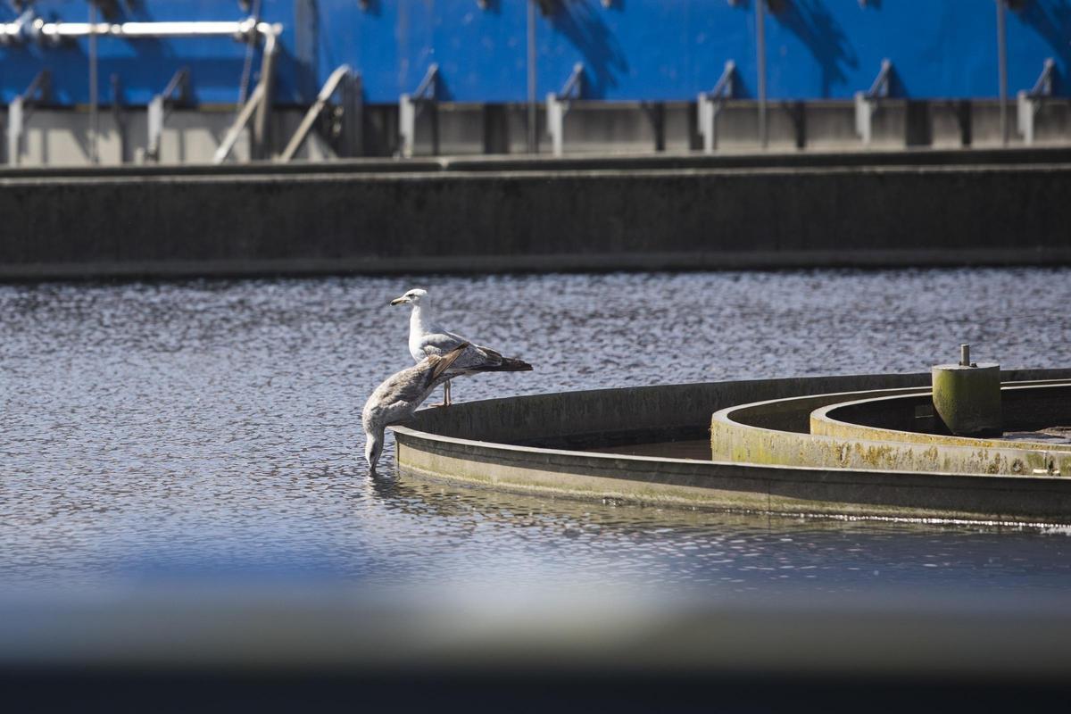 Detalle de una balsa de la estación de Cadasa en Villapérez (Oviedo), en una imagen de archivo.
