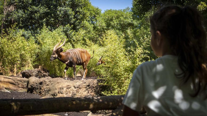 Bioparc o dónde tener la sensación de seguir de vacaciones