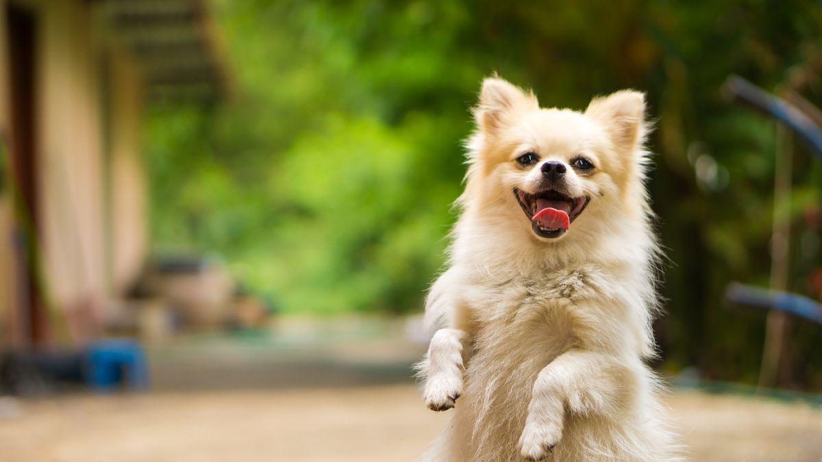 El requisto que deben cumplir los animales de compañia para viajar