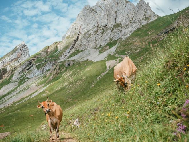 Vacas pastando en Appenzeller