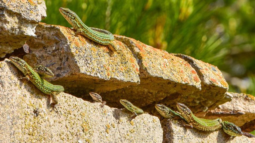 Varias lagartijas asoman entre las piedras en Ibiza. | SEBASTIÁN CANDELA