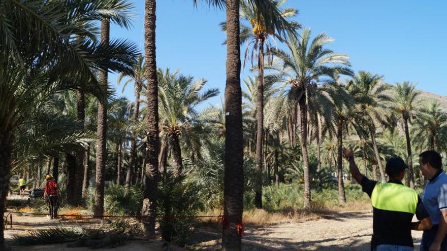 Medio Ambiente retira podas y dátiles en el Palmeral