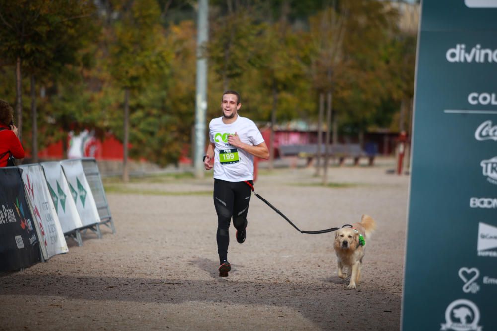 Can We Run Mallorca: So war das Hunderennen