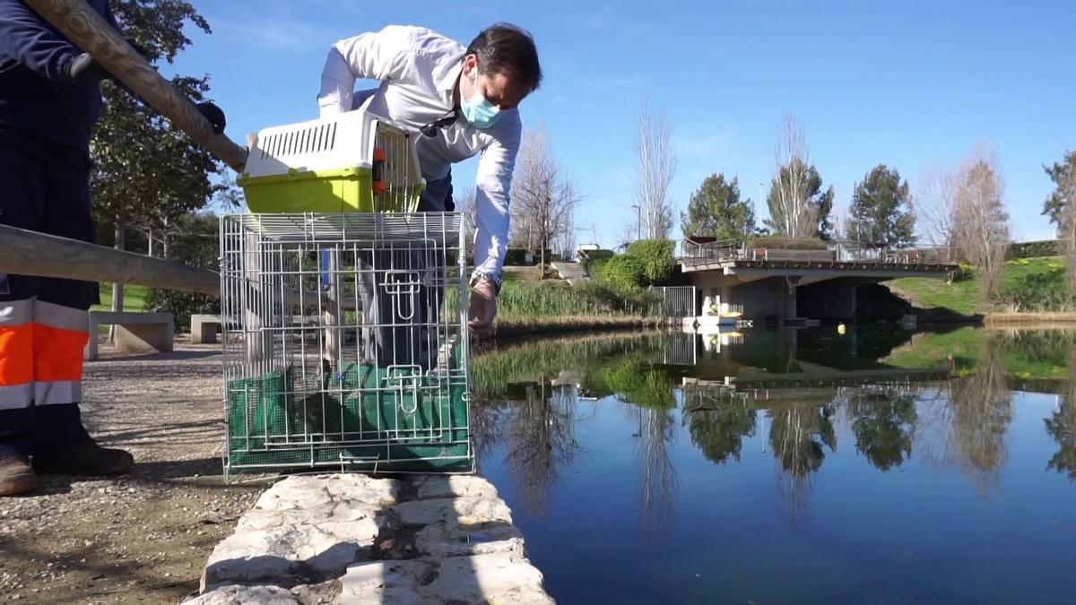 Un operario suelta los patos esta mañana