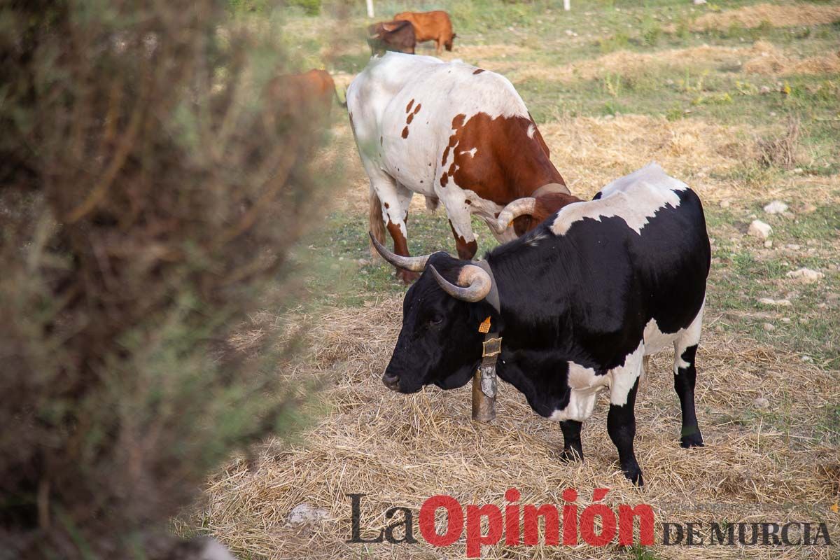 Primer encierro Fiestas de Moratalla