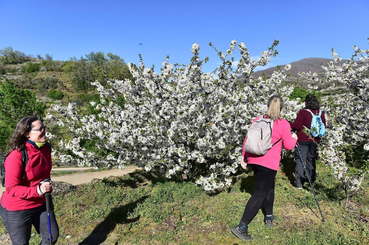 La Fiesta del Cerezo en Flor abre sus puertas en Tornavacas con un homenaje al trabajo y la resistencia del Valle del Jerte