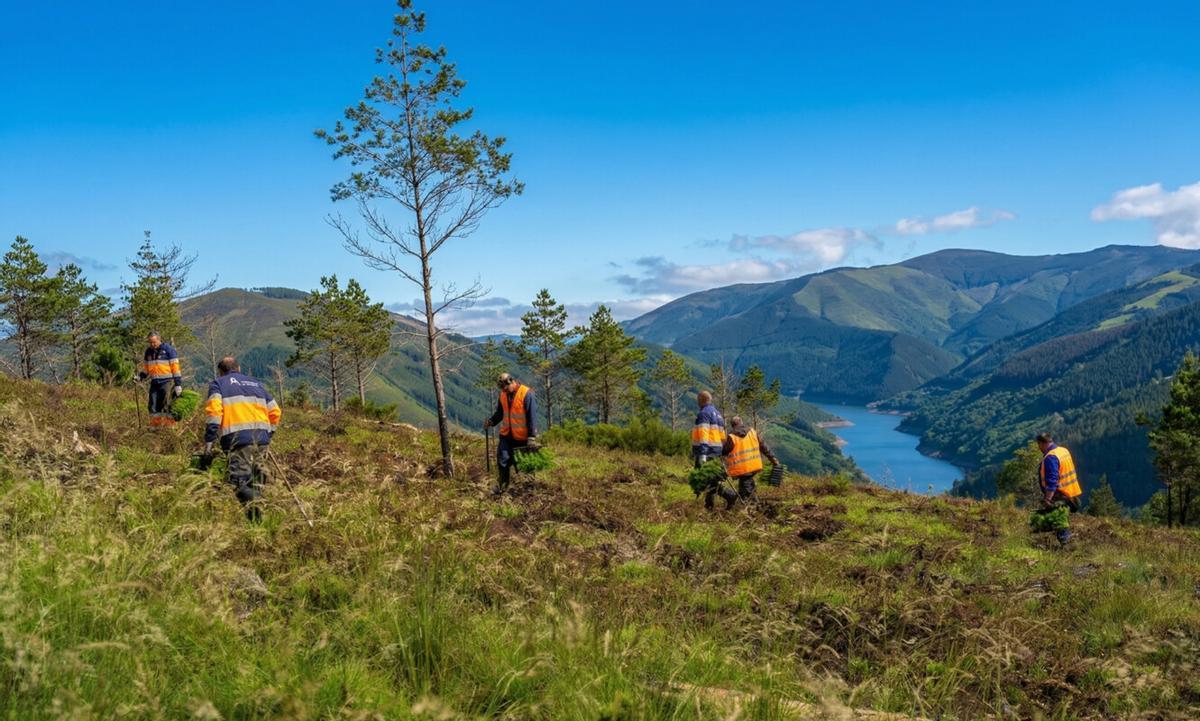 Motor Vede desarrolla grandes proyectos de reforestación en España y Portugal