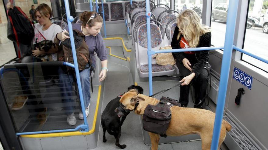 &quot;Buscamos responder a una demanda social de Gijón&quot;, dice C&#039;s sobre su propuesta de subir perros al bus