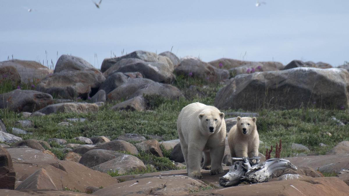 Así viven los osos polares en Hudson Bay, cerca de Churchill (Canadá).