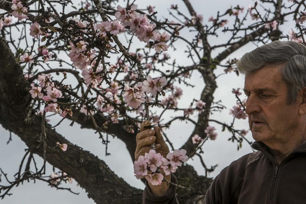 Los almendros comienzan la floración en Elche