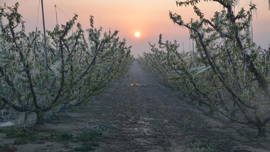 Heladas en la Región de Murcia