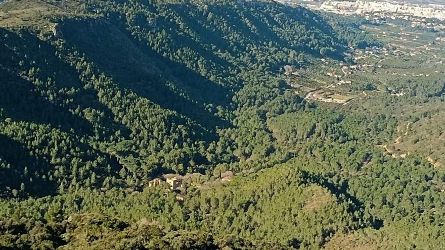 Un valle de Valencia reintroduce una planta que genera una especie única