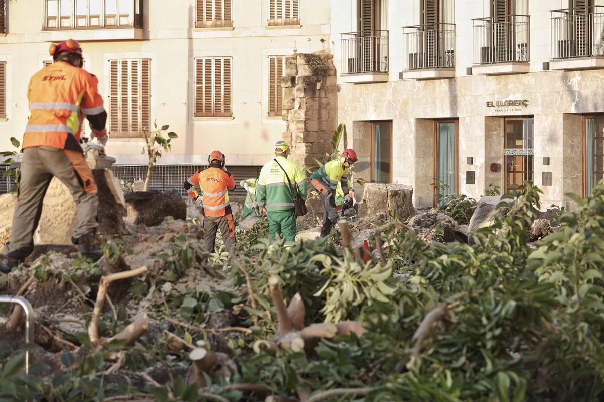 Así ha sido la tala de los bellasombra de la plaza Llorenç Villalonga