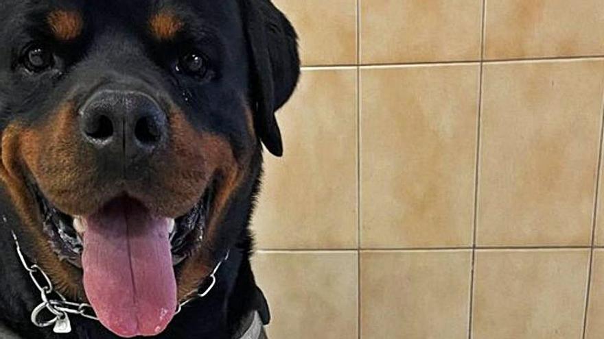 El perro Thor localizó la droga. | | @POLICIALOCALSC