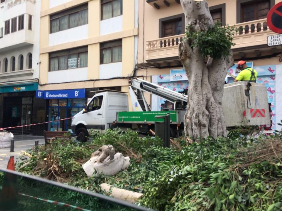 Tala de un árbol en San Bernardo