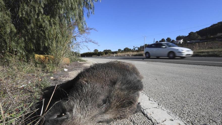 La Generalitat incluye catorce pueblos de la Ribera en el plan de capturas de jabalíes para evitar el avance de la peste porcina africana