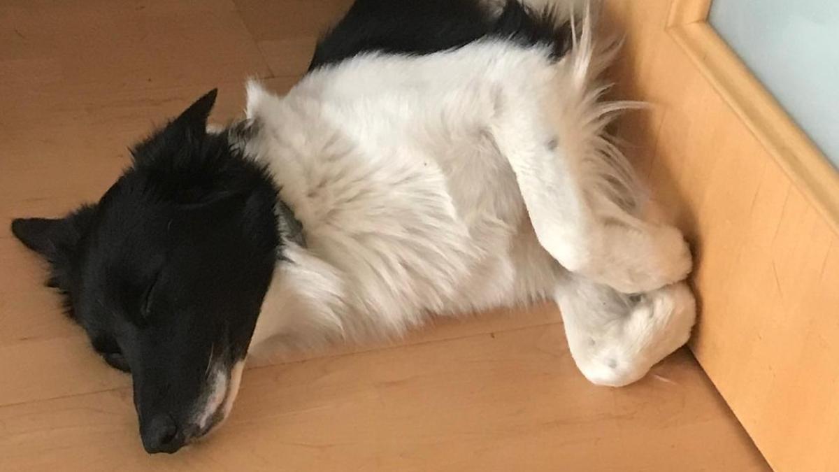 El border collie Kalu duerme en el suelo de su casa.