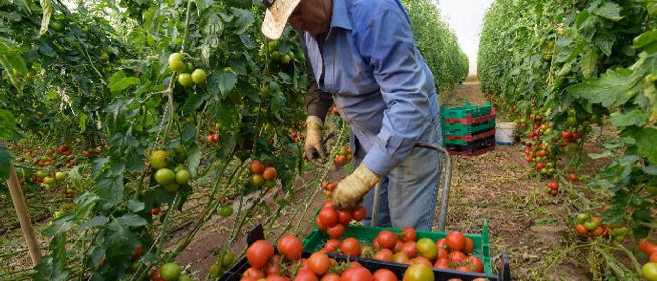 La zafra incrementa su producción en seis millones de kilos de tomates